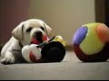 yellow-lab-puppy-playing.html