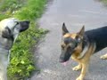 Hunde-Proleten