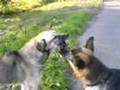 Hunde-Proleten
