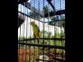 Pleci isian blackthroat