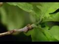 Pantha Du Prince - Saturn Strobe