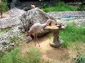 Pink Flamingo