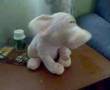 Cerdito