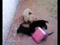 Cachorros sharpeis_27 días.mp4