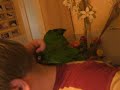Braunkopfsittich3