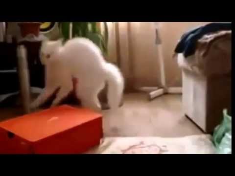 кот ходит на задних лапах