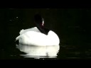 London Wetland Centre - Swan