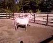 Andalusier stalion