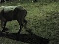 Monta de Toros Costa Rica