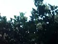 elementais