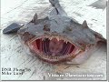 cryptozoology / criptozoología