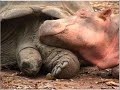 cryptozoology / criptozoología