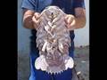 Cryptozoology / Criptozoología