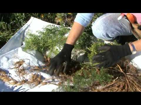 how to transplant asparagus fern