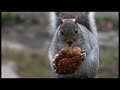 \"Walter Bums A Burger Bun\"  :45