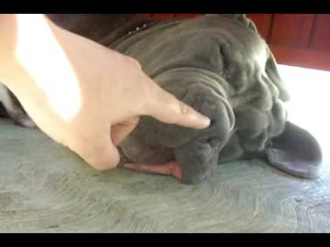 neapolitan mastiff