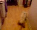 My Wee Dog