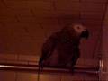 Dancin Parrot