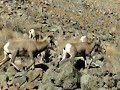 BIG HORN SHEEP