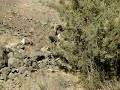 BIG HORN SHEEP