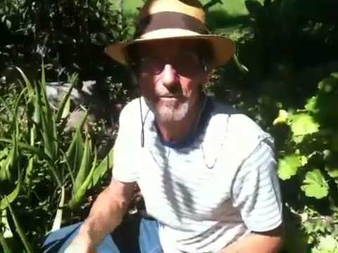 how to harvest and store aloe