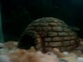 meu aquario que estou preparando para fazer um nano plantado.. 