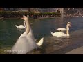 Since the Romantic era in the 19th century, Luzern has been a regular stop on the 