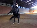 Fay rears with me on her back -