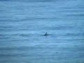 Dolphin in Rocky Point, Mexico