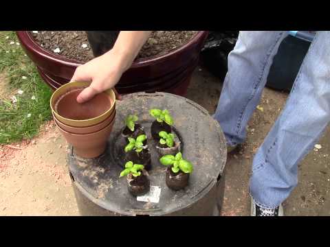 how to transplant basil
