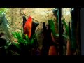 Marlboro Red Discus