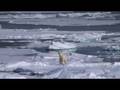 videos de Polar bear sniffing wandering near by our ship