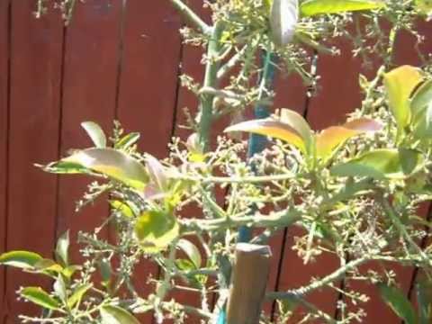 how to care avocado tree