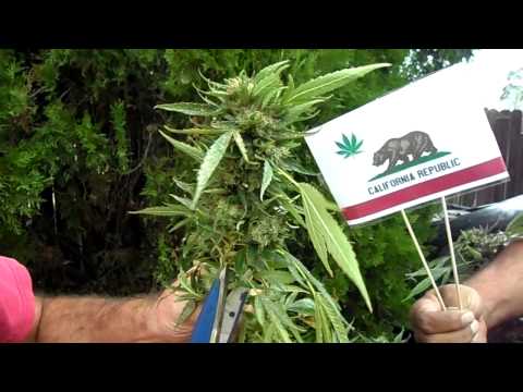 how to grow ak-47 weed outdoors
