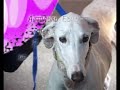 SOS Galgos - Educación niños