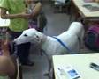 SOS Galgos - Educación niños