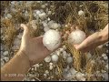 Extreme Hail / Car Destroyed - Ogallala, NE - June 27, 1999