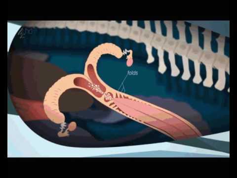 Does Girls having sex with dolphins Girls having sex with dolphins