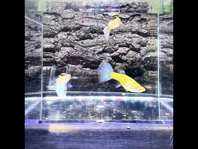 Albino Blue Sky Guppy - Singles or Pair in Fish for Rehoming in Burnaby/New Westminster