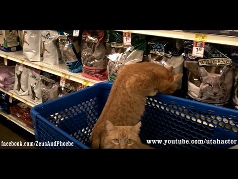 Cats shopping at PetSmart - OFF LEASH