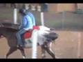 16.2h liver chestnut blanket appaloosa horse for sale