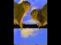 Southwestern Bell add a second phone line KTVT promo Southwestern Bell add a second phone line KTVT promo