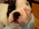 baby french buldog Bela