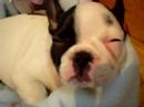 baby french buldog Bela