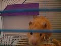 kadoc le hamster maladroit