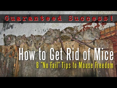 how to get rid of mice i