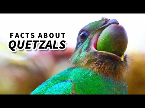 Quetzal-Fakten: Wunderschöne Vögel | Tierfakten