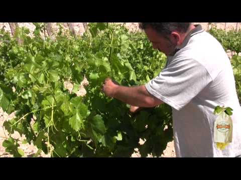 La poda en verde de la vid - (II) Ciclo de vida de la Uva Embolsada del Vinalopó D.O.