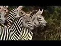 National Park - Tiger Attack - Complete Video3