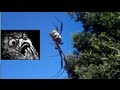 MASSIVE Spider - South Africa